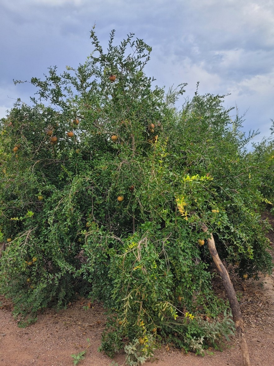 Quitobaquito pomegranate