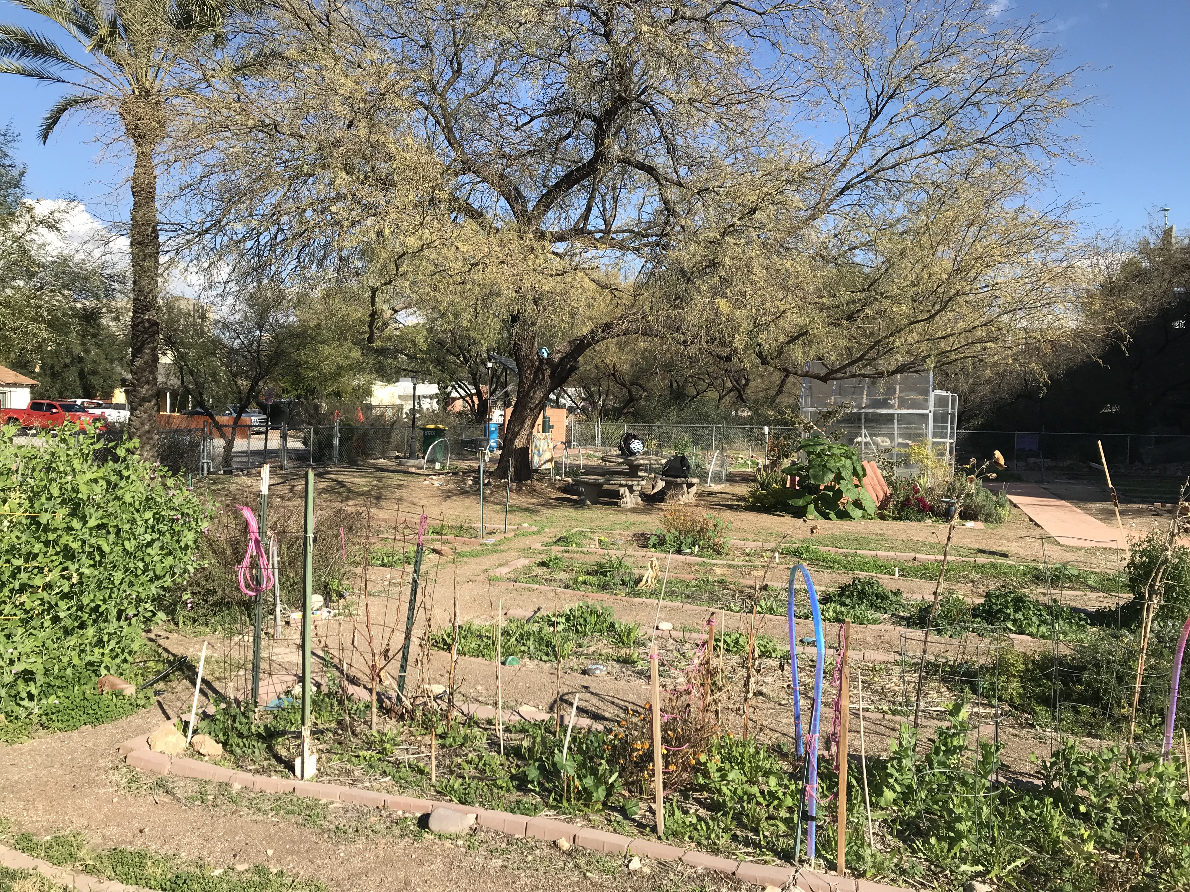 University of Arizona Community Garden