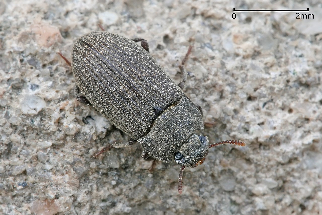 Tenebrionid darkling beetle at Dar es Salaam, Tanzania