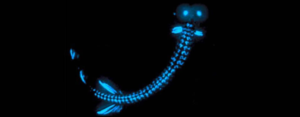 A bioluminescent creature