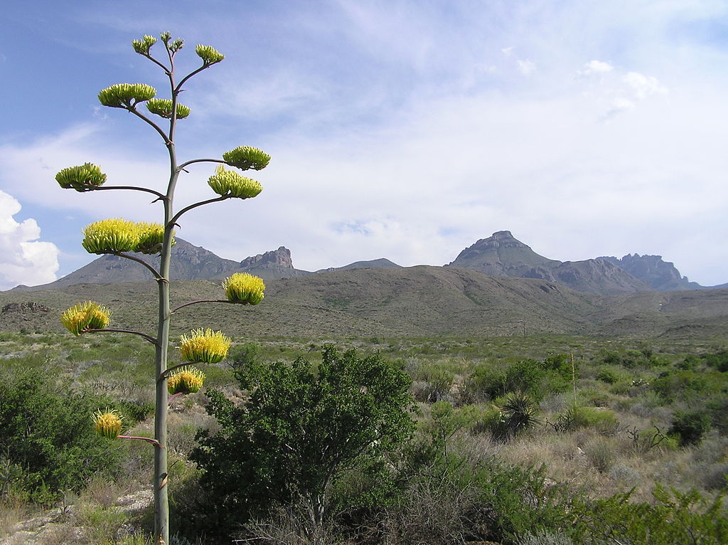 Agave flowers, Big Bend National Park, Chihuahuan desert