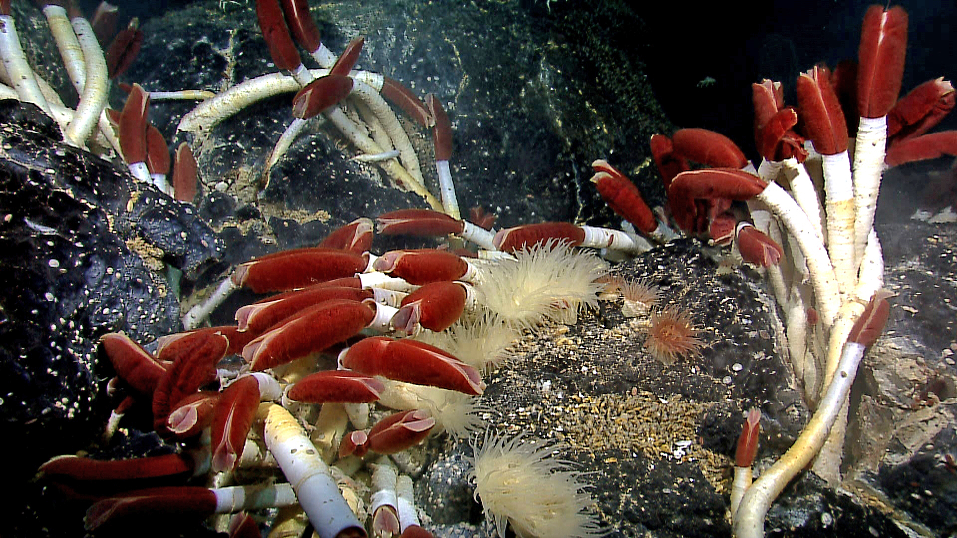 Giant tube worms around a hydrothermal vent, Galapagos Islands