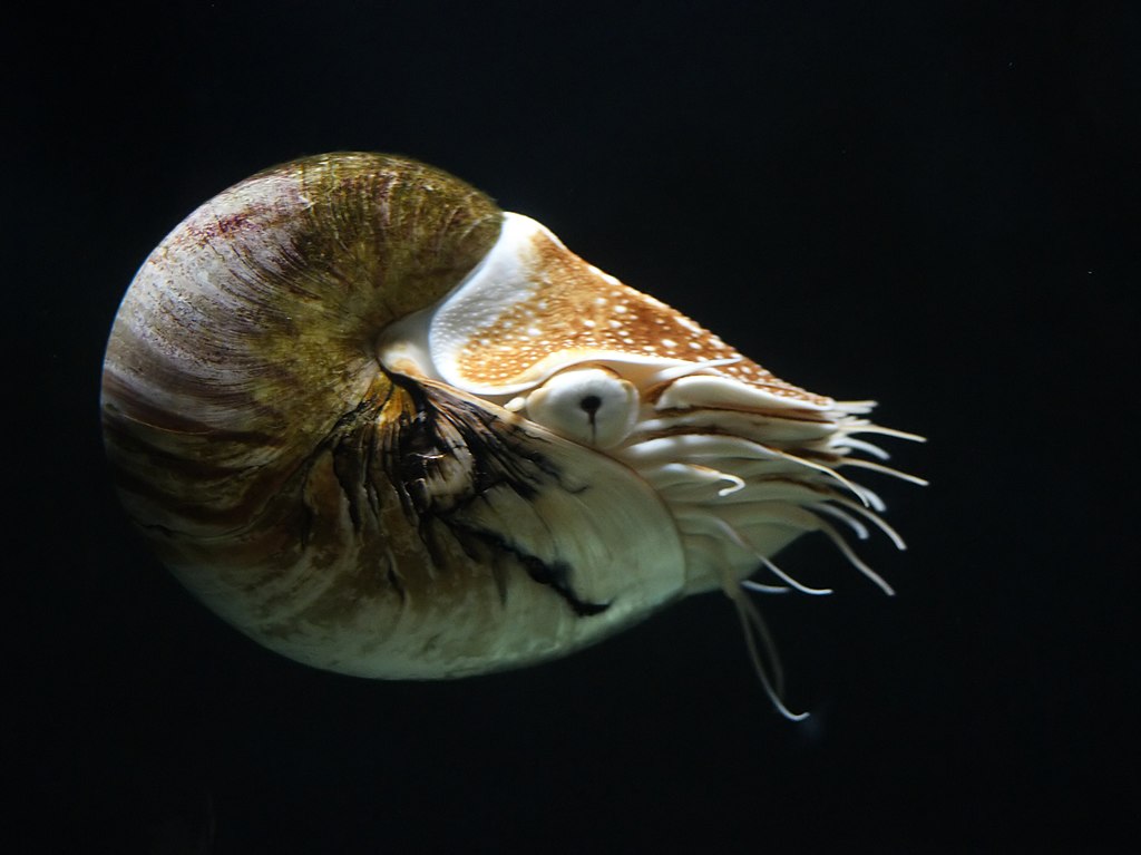 A chambered nautilus is classified as a cephalopod