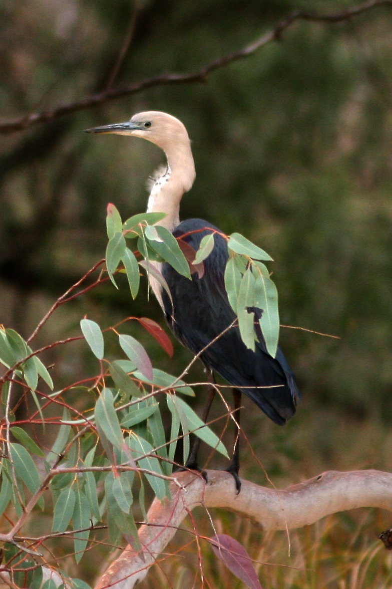 The Macquarie marshes are an important area for white-necked herons