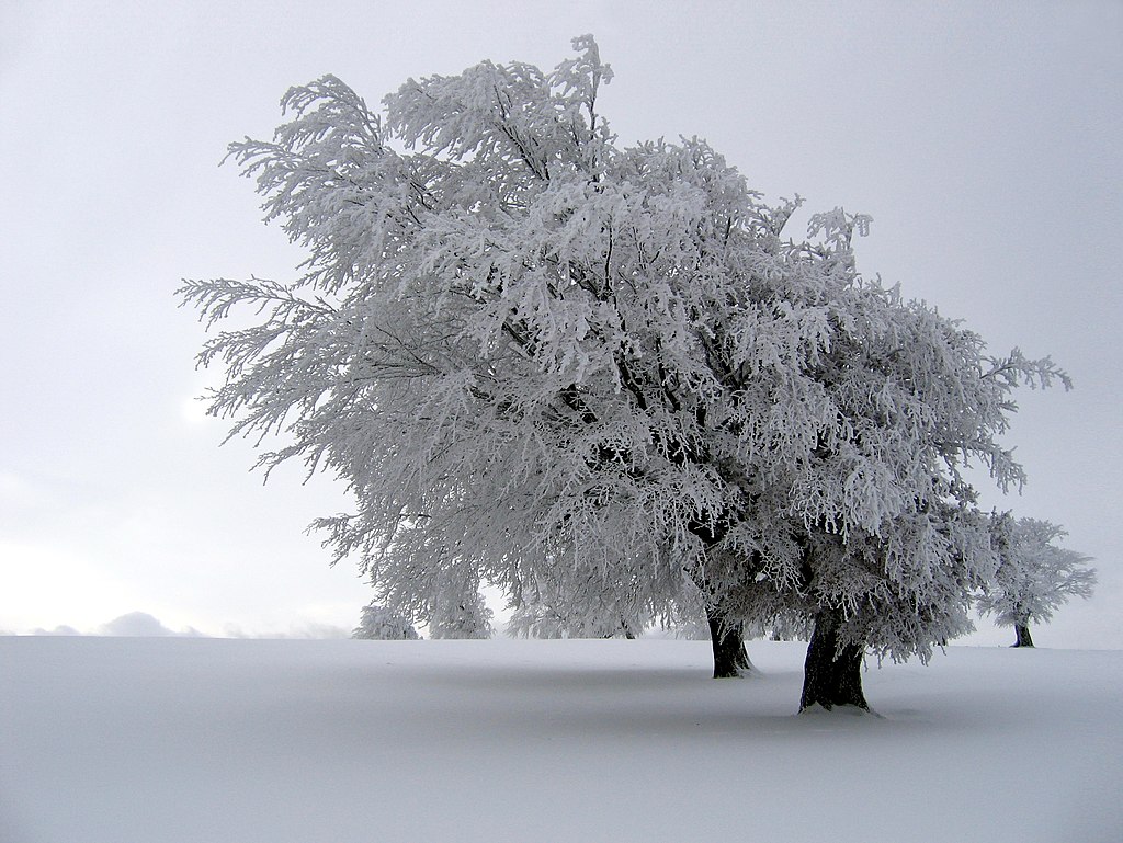 Rime on a tree in the Black Forest, Germany