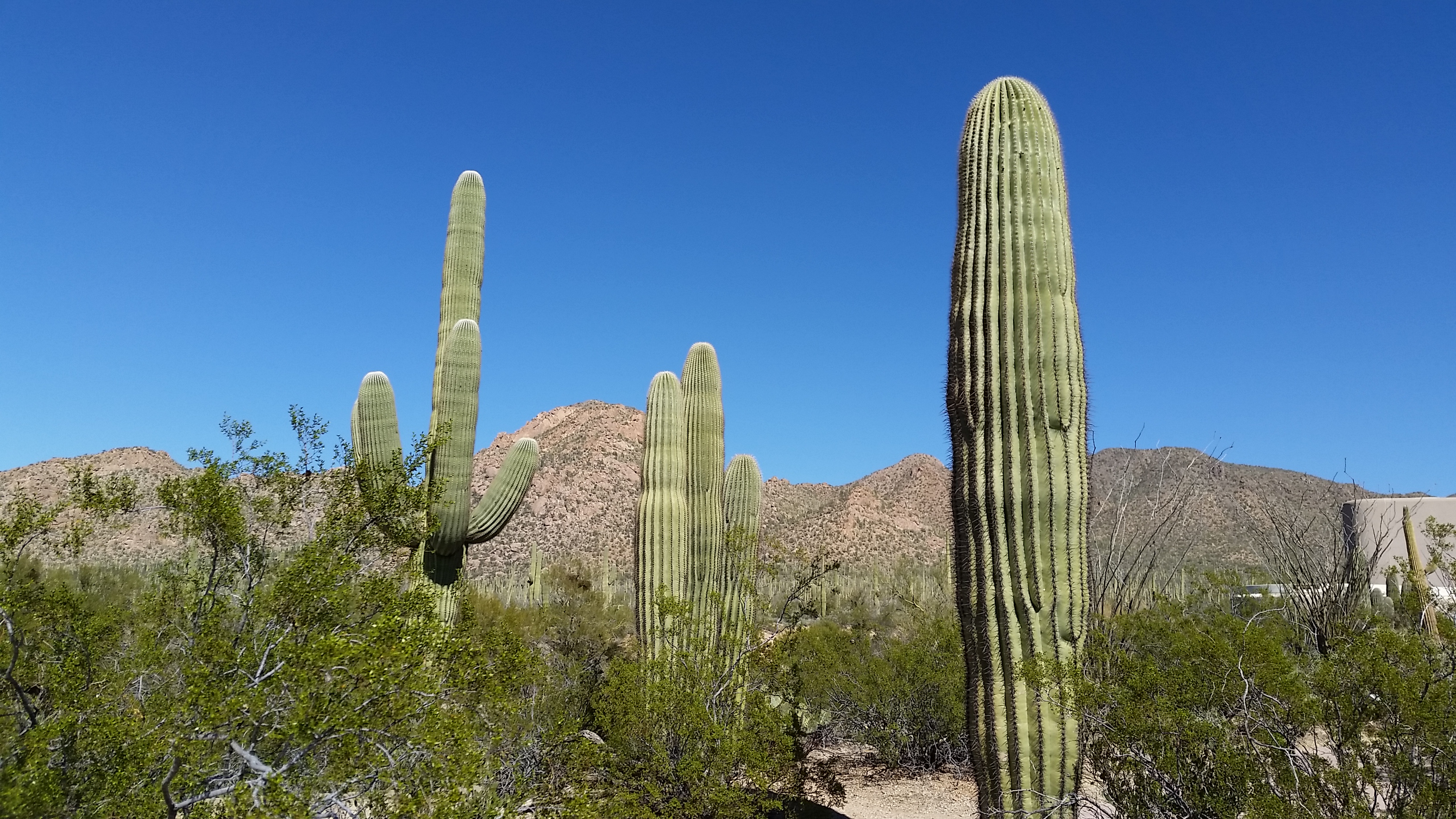 Saguaros thrive in Tucson's dry climate