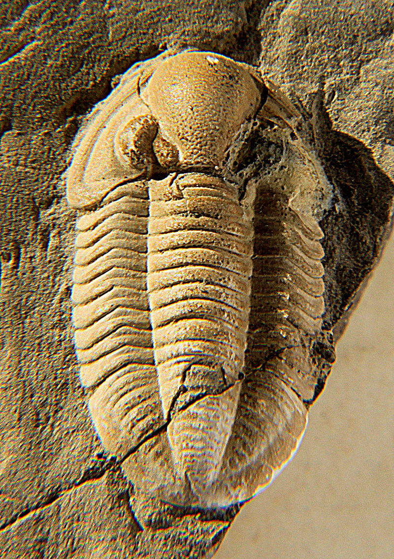 Trilobite, a specimen of Cummingella belisama, order Proetida, family Proetidae, 18 mm long