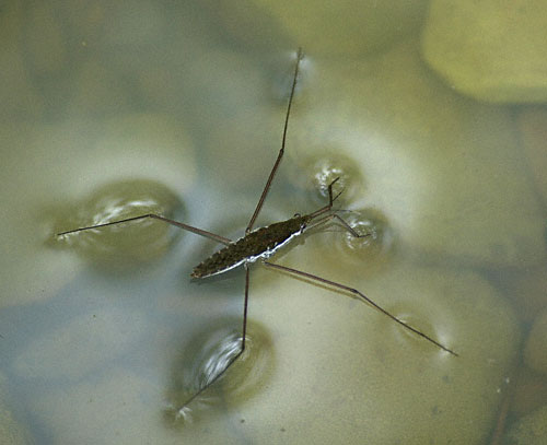 A water strider floats due to surface tension